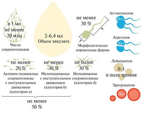 Как увеличить количество спермы у мужчины