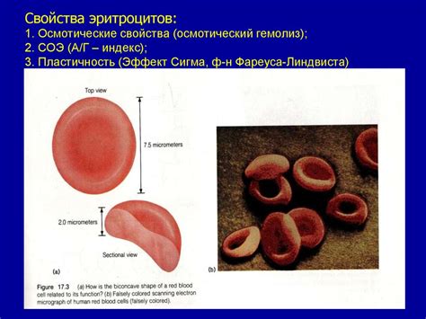 Физиология крови. Свертывание крови. Группы крови. Форменные элементы ...