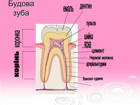 Презентація на тему Зуби (варіант 3) — презентації з біології | GDZ4YOU