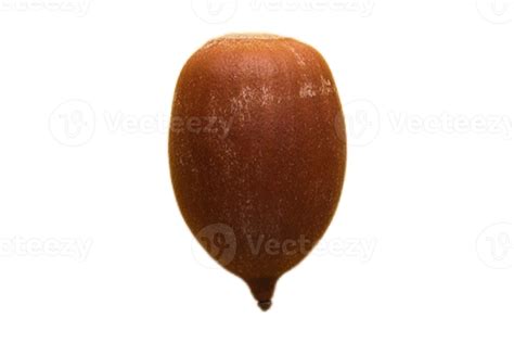 seed isolated   transparent background  png