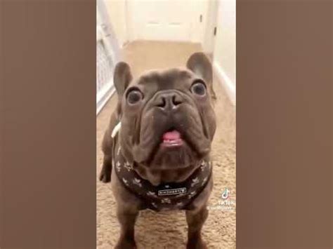 "Смішні Собаки: Гумор та Радощі в НайКоротших Комедійних Відео! 🐾🎉 # ...