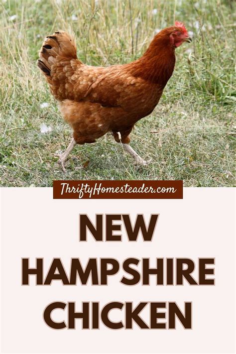 hampshire chicken  homesteaders favorite  eggs  meat