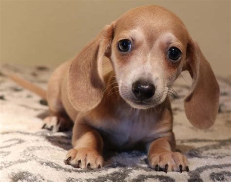 Black Wiener Puppies