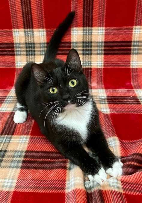 Cats for adoption programs are seeing a record number of rescues 6