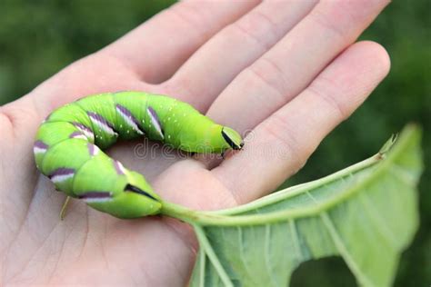 Privet Hawk-moth Sphinx Ligustri Caterpillar Stock Photo - Image of ...