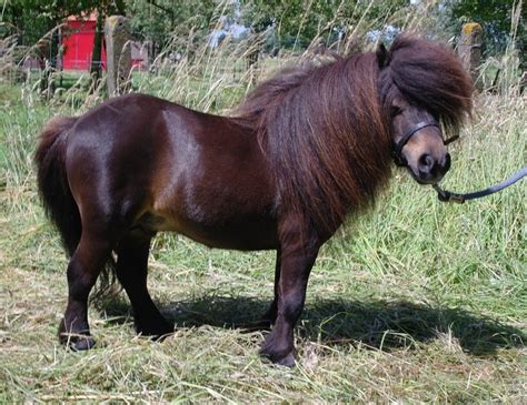 408 best images about American Shetland /Shetland Pony on Pinterest