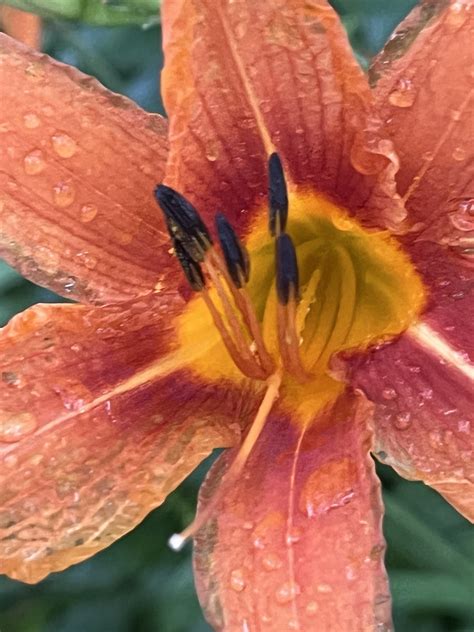 New Flower ( July 30, 2025) – Tiger Lily | Mama Cormier
