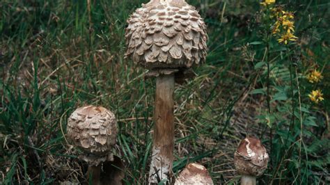 Tv Shows About Mushrooms at Jason Lyon blog