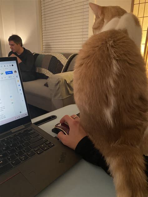 Seven things my cats have taught me about writing — Meredith Rae Lyons