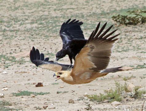 Bird in flight carrying another bird! : r/pics