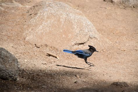 Bird Nature Wilderness - Free photo on Pixabay - Pixabay