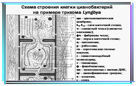 Общая характеристика цианобактерий: строение клетки, таллома, способы ...