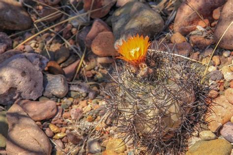 Au Cactus Francophone : Pyrrhocactus villicumensis