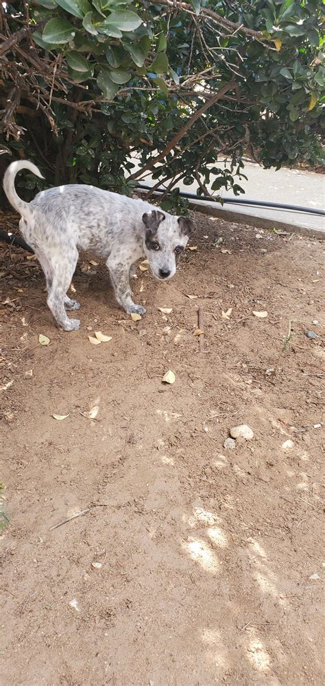 ACD mixed with what? : r/AustralianCattleDog