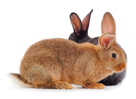 Premium Photo | Two rabbits isolated