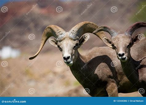 Bighorn Sheep Royalty-Free Stock Image | CartoonDealer.com #12344386