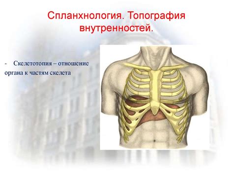 Введение в спланхнологию. Пищеварительная система - презентация онлайн