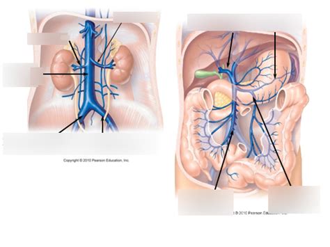 abdominal veins Diagram | Quizlet