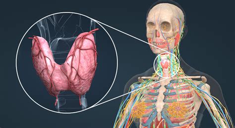 Щитовидна жлеза - 3D анимация - Електронно обучение и учене Mozaik