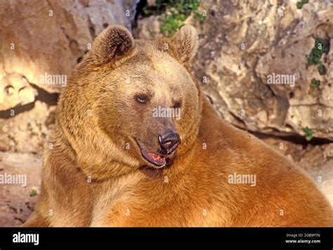 The Syrian brown bear (Ursus arctos syriacus or Ursus arctos arctos) is ...