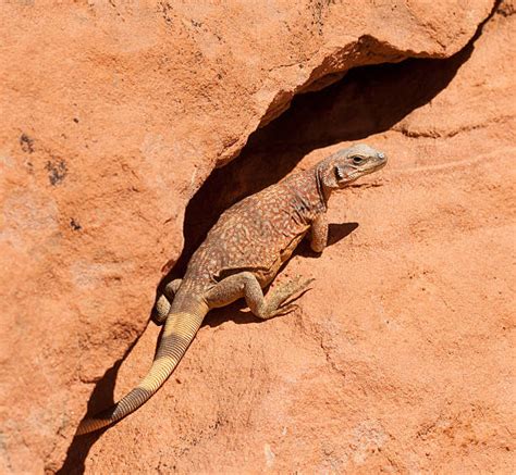 250+ Chuckwalla Lizard Stock Photos, Pictures & Royalty-Free Images ...