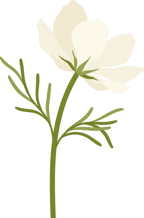 cosmos flower meaning 2