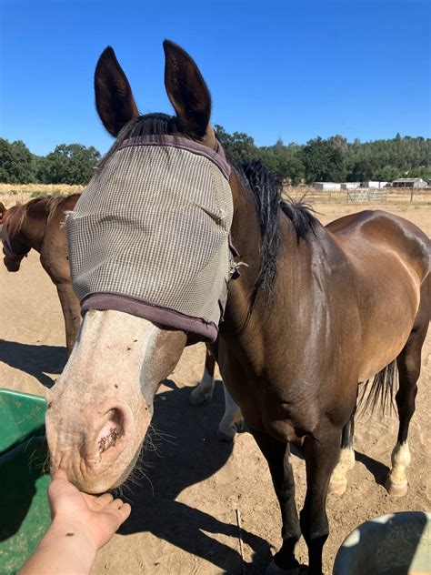 lake county ca scanner 9