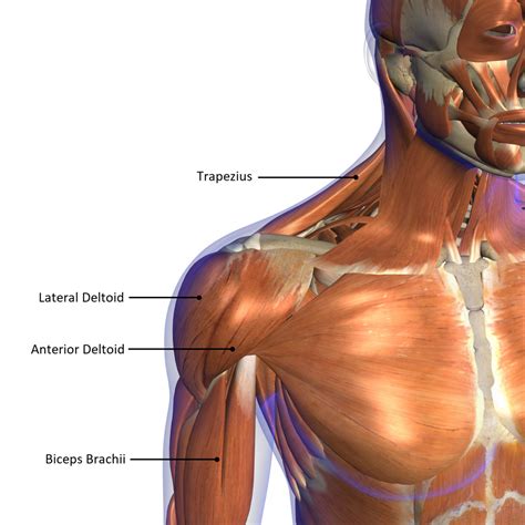 Shoulder anatomy and the best exercise you aren't doing – Auster