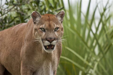 florida panthers wallpapers sports hq florida panthers pictures