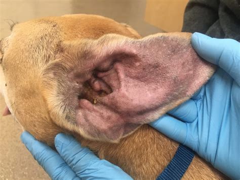 cushings disease clinical signs  vet