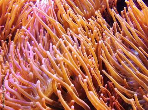 Seeanemone im Wasser Stock Photo | Adobe Stock