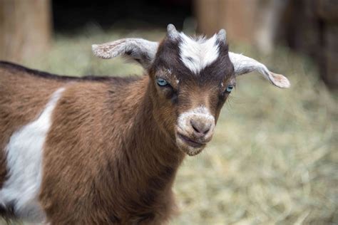 breeds goat definition  melvin holland blog