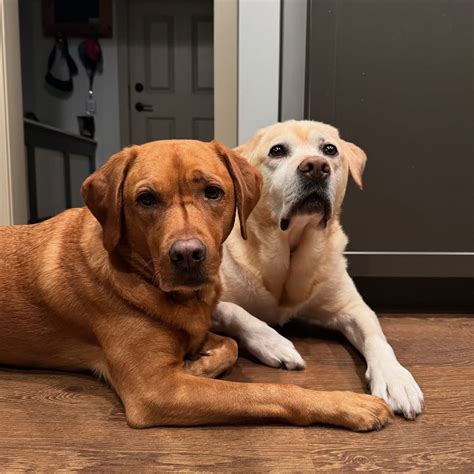 versatile dog breeds   thrive   environment epic dogs