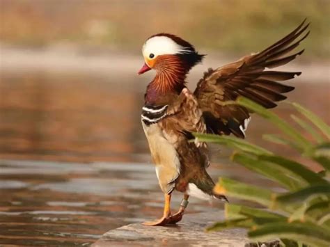 Canard d'ornement Carentan : élevage, vente - Le Bonheur des Plumes