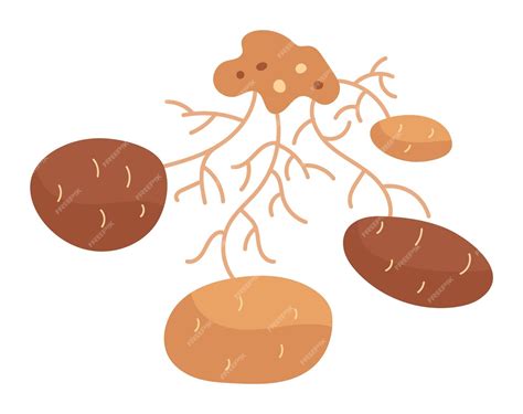 premium vector simple illustration tuber root system plant isolated