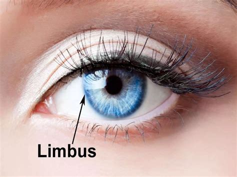 The limbus | PPT
