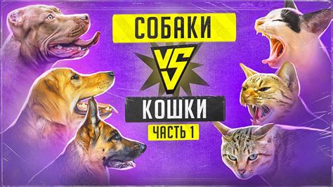 Бесконечная война собак и кошек (Часть 1) - YouTube