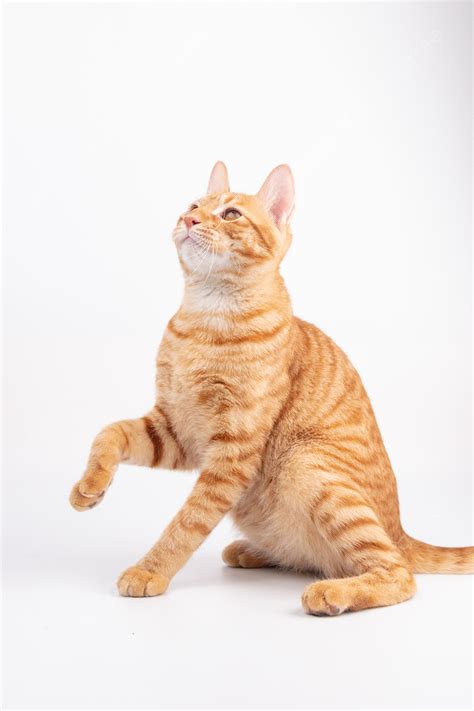 Cat Looking Up At Sky Cat White Background And Picture For Free