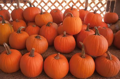 pumpkins   pumpkin patch  stock photo public domain pictures