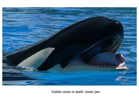 Orca Teeth and Poor Oral Health