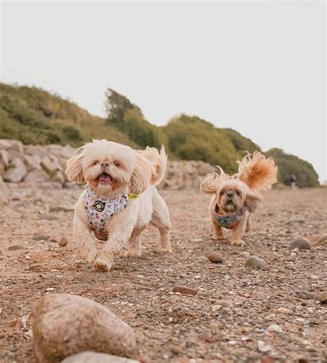 Taking Your Dog on Holiday Tips | Dogwood Adventure Play — Dogwood ...