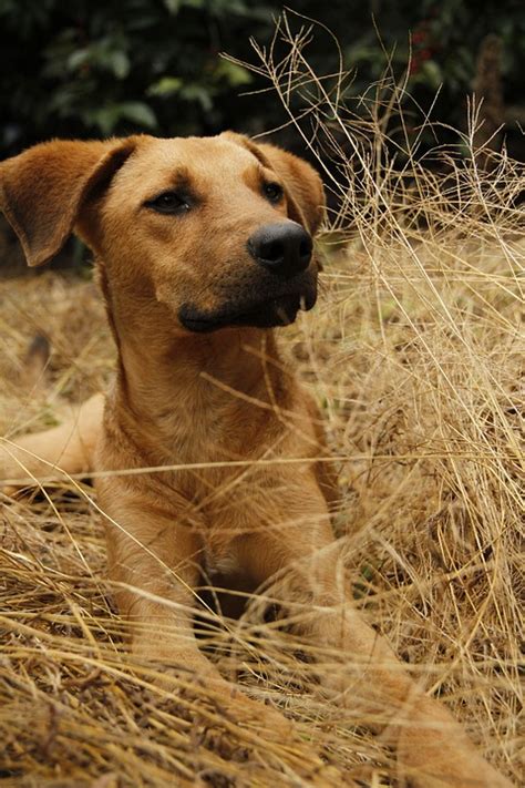 Anjing Maskot Hewan - Foto gratis di Pixabay - Pixabay