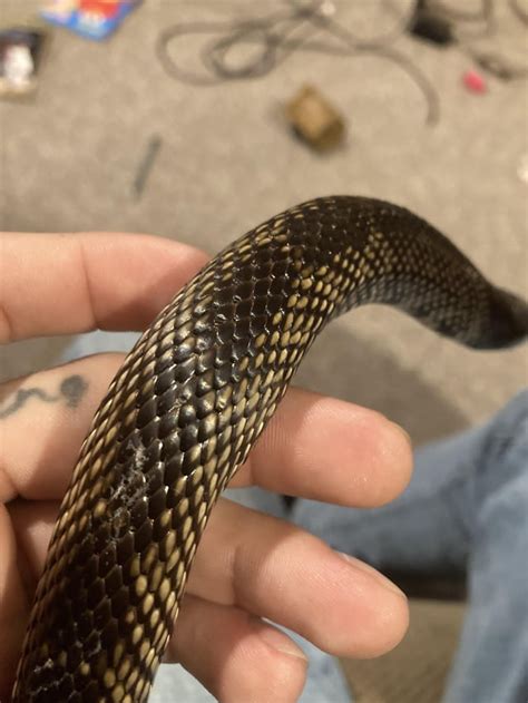 My Texas King snake has dull/ unhealthy looking scale patch : r/snakes