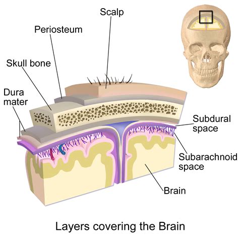 Dura Mater Subdural