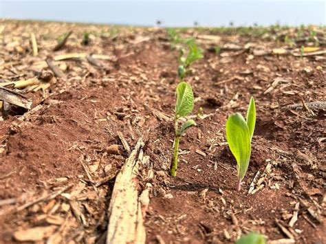 Crop Agriculture Area of Plantation on Tillage System on Tropical Climate Stock Photo - Image of ...