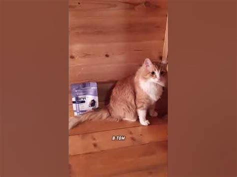 Сухой корм Jarvi. #jarvi #ярви #кормдлякошек #корм #кошки - YouTube