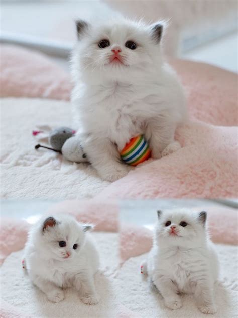 Purchase Info | Katy Cattery