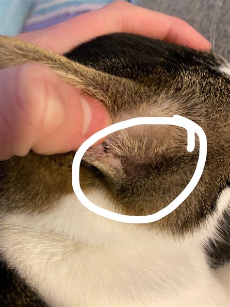 Kittens With Crusty Ears