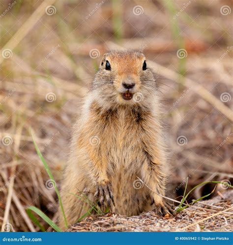 Arctic Ground Squirrel (Urocitellus Parryii) Stock Image ...