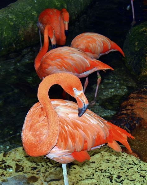 Pink Flamingo Ballerina Photograph by Frank Danials - Fine Art America